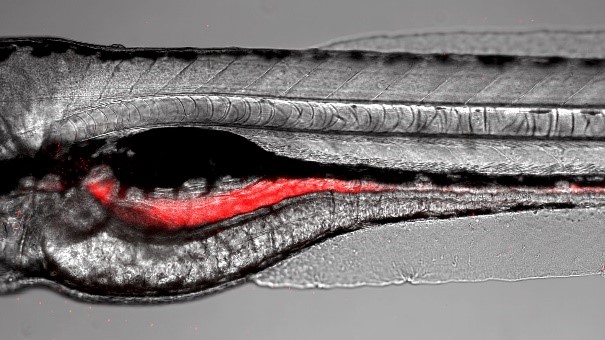 chemical microbiom graph